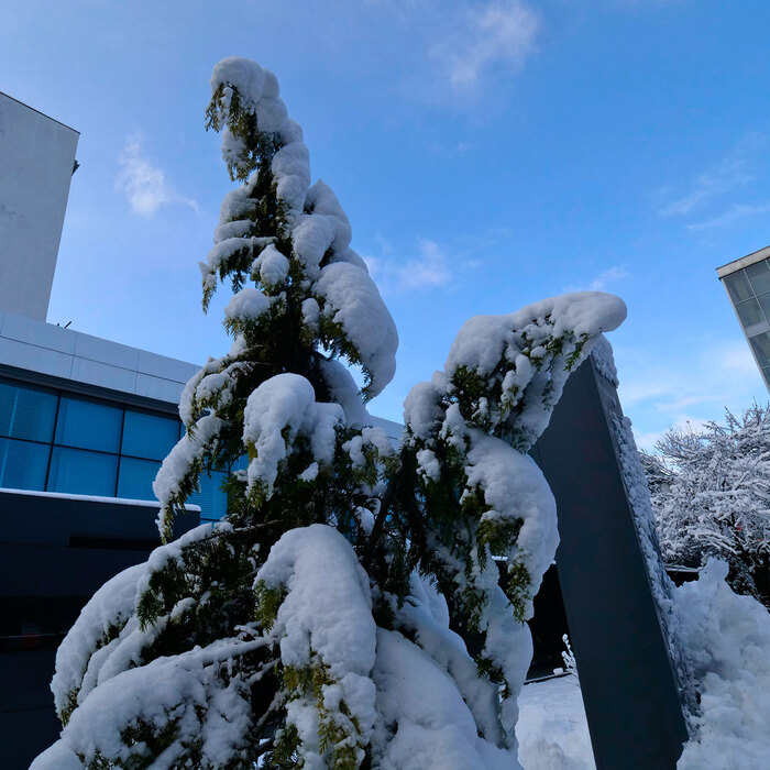 2455372_700x700_crop_478b24840a